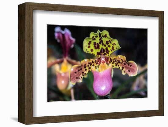 Paphiopedilum Orchid.-Nuwatpic-Framed Photographic Print