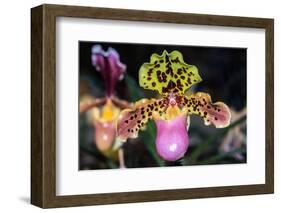 Paphiopedilum Orchid.-Nuwatpic-Framed Photographic Print