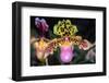 Paphiopedilum Orchid.-Nuwatpic-Framed Photographic Print