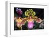 Paphiopedilum Orchid.-Nuwatpic-Framed Photographic Print