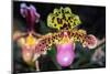 Paphiopedilum Orchid.-Nuwatpic-Mounted Photographic Print