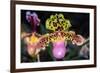 Paphiopedilum Orchid.-Nuwatpic-Framed Photographic Print