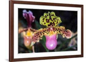 Paphiopedilum Orchid.-Nuwatpic-Framed Photographic Print