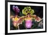 Paphiopedilum Orchid.-Nuwatpic-Framed Photographic Print