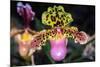 Paphiopedilum Orchid.-Nuwatpic-Mounted Photographic Print