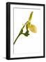 Paphiopedilum Pinocchio F.Ma Alba1-Fabio Petroni-Framed Photographic Print