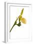 Paphiopedilum Pinocchio F.Ma Alba1-Fabio Petroni-Framed Photographic Print