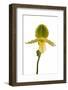 Paphiopedilum Pinocchio F.Ma Alba-Fabio Petroni-Framed Photographic Print