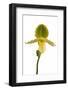 Paphiopedilum Pinocchio F.Ma Alba-Fabio Petroni-Framed Photographic Print