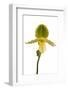 Paphiopedilum Pinocchio F.Ma Alba-Fabio Petroni-Framed Photographic Print