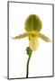 Paphiopedilum Pinocchio F.Ma Alba-Fabio Petroni-Mounted Photographic Print