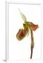 Paphiopedilum Venustum-Fabio Petroni-Framed Premium Photographic Print