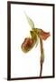 Paphiopedilum Venustum-Fabio Petroni-Framed Premium Photographic Print