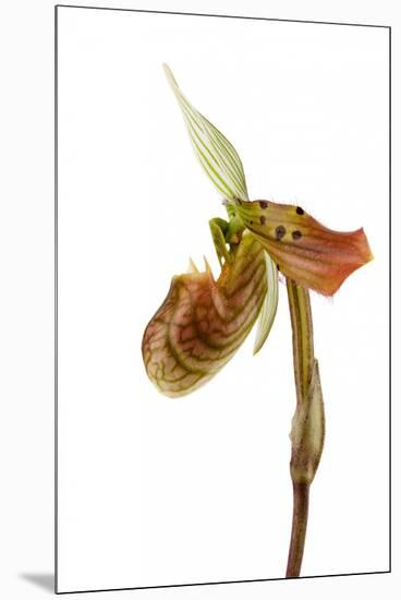 Paphiopedilum Venustum-Fabio Petroni-Mounted Premium Photographic Print