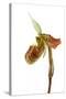 Paphiopedilum Venustum-Fabio Petroni-Stretched Canvas