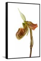 Paphiopedilum Venustum-Fabio Petroni-Framed Stretched Canvas