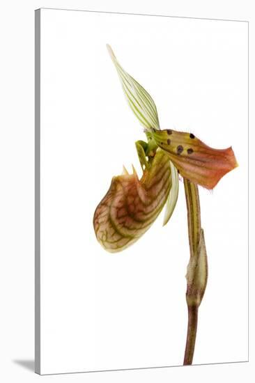 Paphiopedilum Venustum-Fabio Petroni-Stretched Canvas