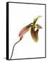 Paphiopedilum Venustum-Fabio Petroni-Framed Stretched Canvas