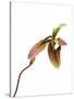 Paphiopedilum Venustum-Fabio Petroni-Stretched Canvas