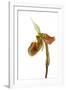 Paphiopedilum Venustum-Fabio Petroni-Framed Photographic Print