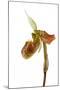 Paphiopedilum Venustum-Fabio Petroni-Mounted Photographic Print