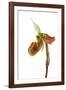 Paphiopedilum Venustum-Fabio Petroni-Framed Photographic Print