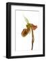 Paphiopedilum Venustum-Fabio Petroni-Framed Photographic Print