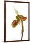 Paphiopedilum Venustum-Fabio Petroni-Framed Photographic Print