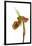 Paphiopedilum Venustum-Fabio Petroni-Framed Photographic Print