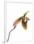 Paphiopedilum Venustum-Fabio Petroni-Framed Photographic Print