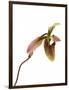 Paphiopedilum Venustum-Fabio Petroni-Framed Photographic Print