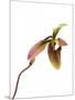 Paphiopedilum Venustum-Fabio Petroni-Mounted Photographic Print