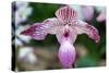 Paphiopedilum-schoolgirl-Stretched Canvas