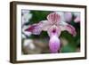 Paphiopedilum-schoolgirl-Framed Photographic Print