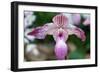 Paphiopedilum-schoolgirl-Framed Photographic Print