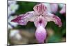 Paphiopedilum-schoolgirl-Mounted Photographic Print