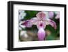 Paphiopedilum-schoolgirl-Framed Photographic Print