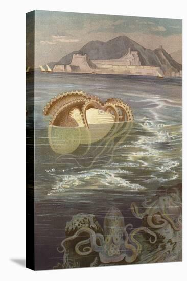 Papier-Nautilus (Chromolitho)-European School-Stretched Canvas