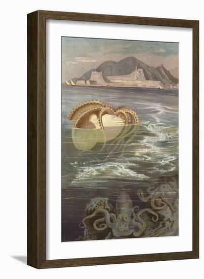 Papier-Nautilus (Chromolitho)-European School-Framed Giclee Print