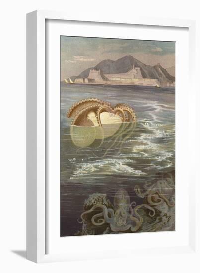 Papier-Nautilus (Chromolitho)-European School-Framed Giclee Print