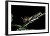 Papilio Aegeus (Orchard Swallowtail Butterfly, Large Citrus Butterfly) - Disturbed Caterpillar Ever-Paul Starosta-Framed Photographic Print
