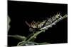 Papilio Aegeus (Orchard Swallowtail Butterfly, Large Citrus Butterfly) - Disturbed Caterpillar Ever-Paul Starosta-Mounted Photographic Print