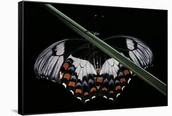 Papilio Aegeus (Orchard Swallowtail Butterfly, Large Citrus Butterfly) - Female-Paul Starosta-Framed Stretched Canvas