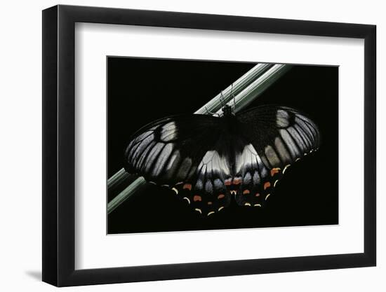 Papilio Aegeus (Orchard Swallowtail Butterfly, Large Citrus Butterfly) - Female-Paul Starosta-Framed Photographic Print