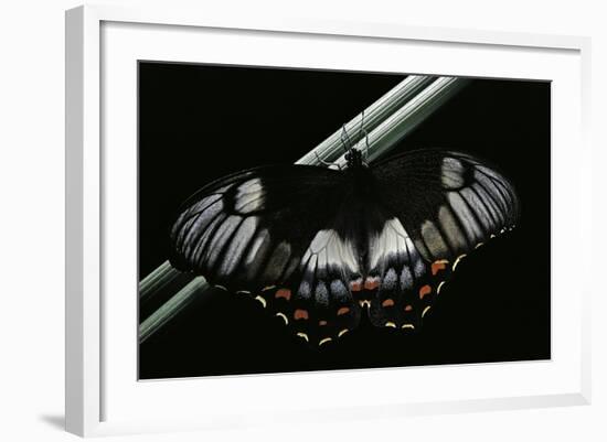 Papilio Aegeus (Orchard Swallowtail Butterfly, Large Citrus Butterfly) - Female-Paul Starosta-Framed Photographic Print