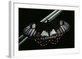 Papilio Aegeus (Orchard Swallowtail Butterfly, Large Citrus Butterfly) - Female-Paul Starosta-Framed Photographic Print