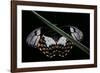 Papilio Aegeus (Orchard Swallowtail Butterfly, Large Citrus Butterfly) - Female-Paul Starosta-Framed Photographic Print