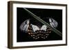 Papilio Aegeus (Orchard Swallowtail Butterfly, Large Citrus Butterfly) - Female-Paul Starosta-Framed Photographic Print