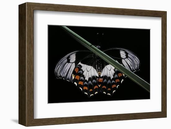 Papilio Aegeus (Orchard Swallowtail Butterfly, Large Citrus Butterfly) - Female-Paul Starosta-Framed Photographic Print