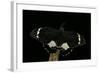 Papilio Aegeus (Orchard Swallowtail Butterfly, Large Citrus Butterfly) - Male-Paul Starosta-Framed Photographic Print